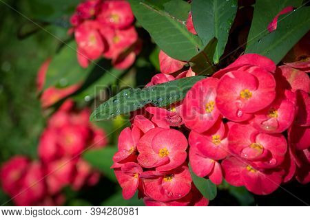 View Of Euphorbia Milii (also Known As Crown Of Thorns) Is A Flowering Plant Species.
