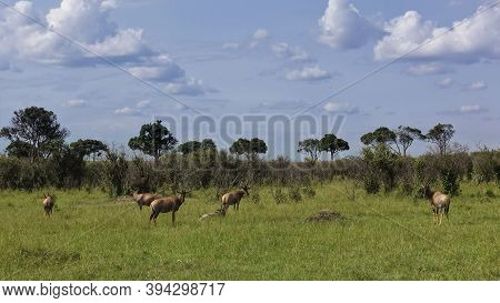 Red Bubal Antelopes Stand And Lie On The Green Grass Of The Savanna. Large Animals With Curved Horns