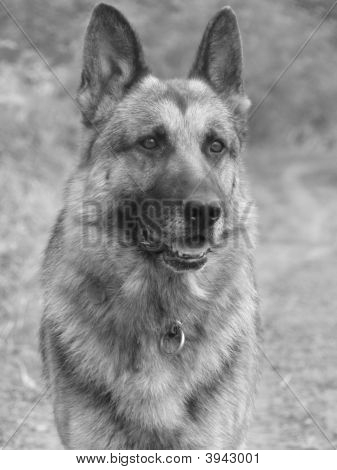 Köpek Portrai