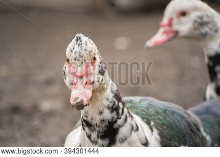 Female Duck Close-up. Indoda Is On The Farm.