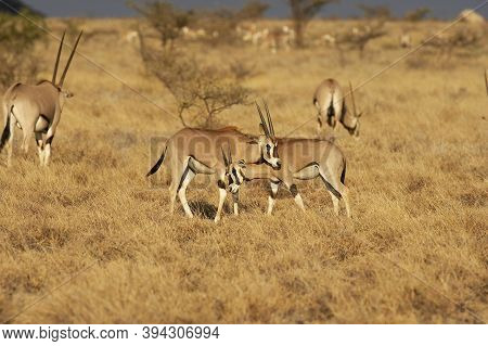 Beisa Oryx, Oryx Beisa, Group Standing In Dry Grass, Savannah, Masai Mara Park In Kenya