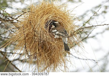 White Browed Sparrow Weaver, Plocepasser Mahali, Adult Standing At Nest Entrance, Masai Mara Park In