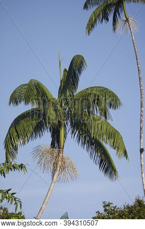 Moriche Plam, Mauritia Flexuosa, Tree Producing Heart Of Palm, Orinoco Delta In Venezuela