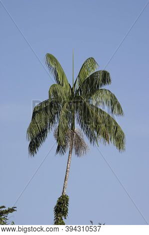 Moriche Plam, Mauritia Flexuosa, Tree Producing Heart Of Palm, Orinoco Delta In Venezuela