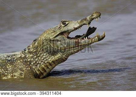 Spectacled Caiman, Caiman Crocodilus, Adult Catching Fish, Los Lianos In Venezuela