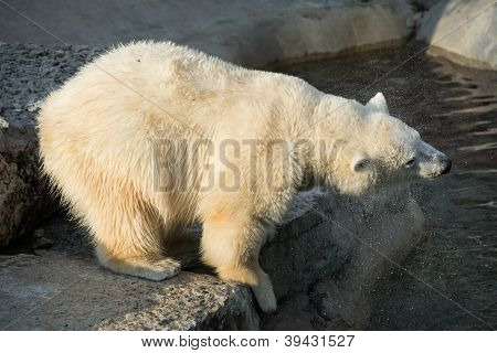 Oso polar