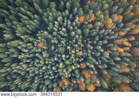 Aerial drone top down view. Yellow, orange and red autumn trees in colorful forest. Sunny day in autumn mountains