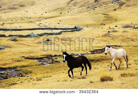Kører heste i Cordiliera Huayhuash, Peru, Sydamerika