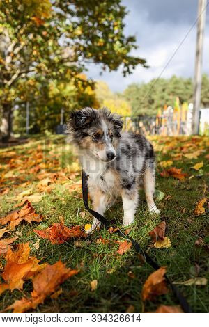 Beautiful Blue Merle Sheltie Puppy Stinding Near Leafs On Autumn. Photo Taken On A Warm Countryside 