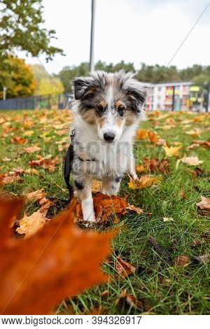 Beautiful Blue Merle Sheltie Puppy Stinding Near Leafs On Autumn. Photo Taken On A Warm Countryside 