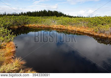Dark Swamp Water Of Lovrenska Lakes, Slovenia