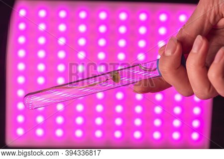 A Plant Stem In The Test Tube On The Lights Of Phyto Lamp Background Concept.