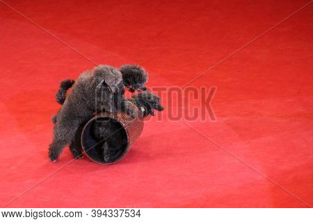 Trained Poodles Performing In Circus Arena. Trained Dogs In Circus. Amusing Dogs. Two Poodles Dance 