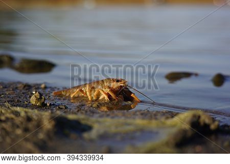 Freeing Bulgarian Astacus Astacus, Crayfish, On The Shore Of A Lake.