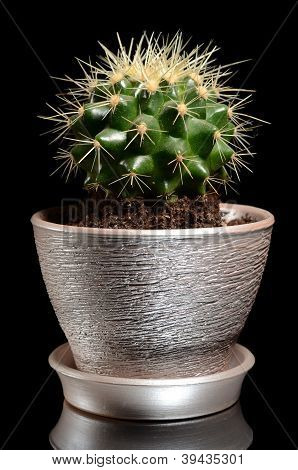 Cactus dans un pot isolé sur fond noir