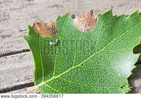 Closeup Of A Birch Leafminer Worm On A Leaf