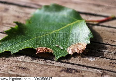 Closeup Of A Birch Leafminer Caterpillar Next To Damaged Edges