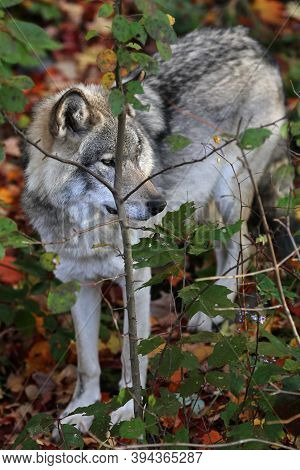 Eastern Timber Wolve In North America Wilderness.