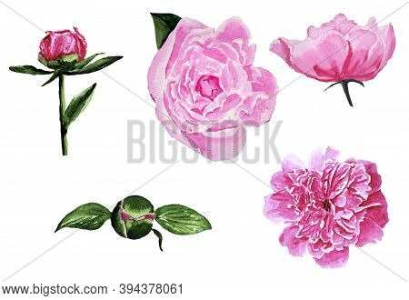 A Set Of Watercolor Flowers On A Transparent Background