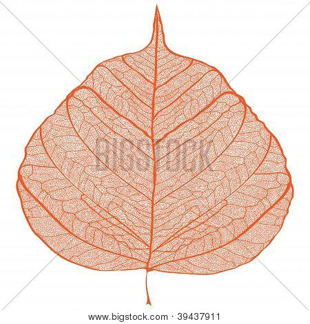 Turuncu yaprak iskelet