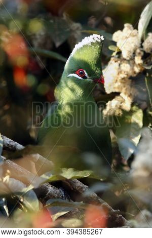 The Knysna Turaco (tauraco Corythaix) On The Bush. Green Turaco With A Red Eye And Beak And A White 