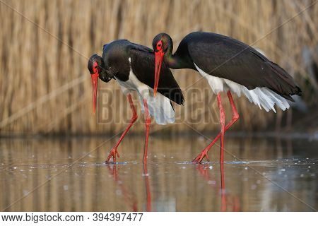 Couple Of Black Storks Walking Side By Side During Courting Ritual In Wetland