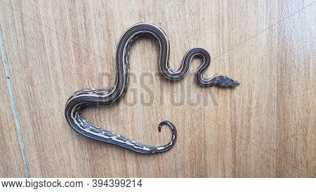 The Candoia Snake Is Hungry And Angry