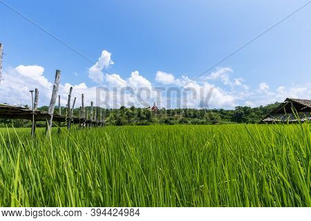 Sutongpe Wooden Bridge That Crosses Rice Fields To Temples In Mae Hong Son Province In Thailand.