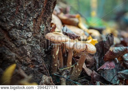 Honey Mushrooms Growing On A Tree In The Autumn Forest Among Fallen Leaves