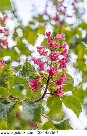 Red-flowered Horse-chestnut (aesculus Rubicunda) During Springtime Blossom Season At Paris. Closeup 