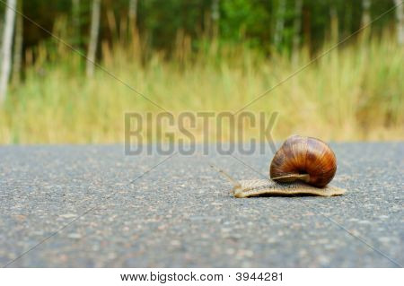 Due lumache giardino Racing