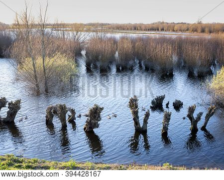 Willow Trees In Floodplains Of River Waal In The Netherlands In Warm Early Sunlight Of Winter Sunris