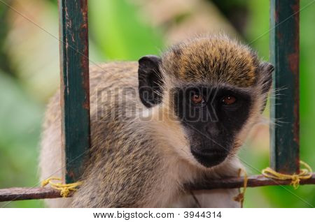 Monkey Behind Bars