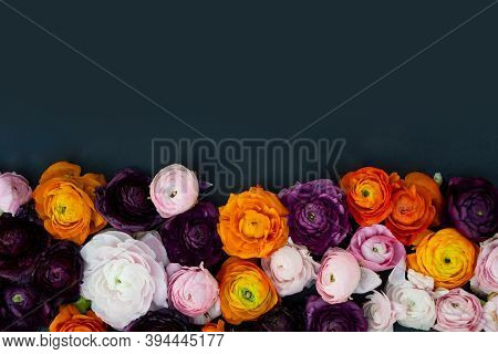 Ranunculus Flowers Border On Minimal Black Background With Copy Space