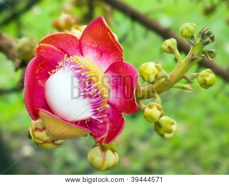 Cannonballtree fiore