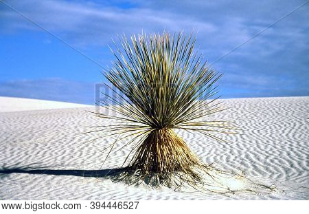 Yuca Plant In White Sand National Monument. Usa