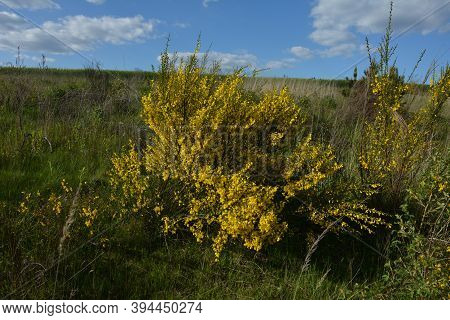 Cytisus Scoparius, Common Broom Or Scotch Broom Yellow Flowers Closeup Selective Focus.