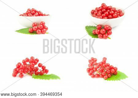 Set Of Pimbina Berries On A Background