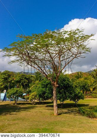 Summer Tropical Background Wirt Bright Green Tree Under A Blue Sky On A Paradise Island