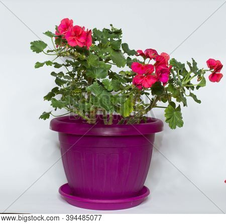 Geraniums, Pelargoniums, Or Storksbills Flowering Plant On Gray Background