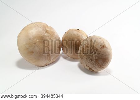 Mushroom Clouded Agaric Or Cloud Funnel On The White Background, Front View. Latin Name Clitocybe Ne