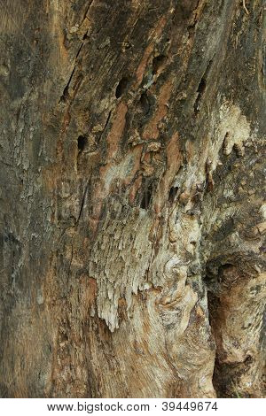 Madera