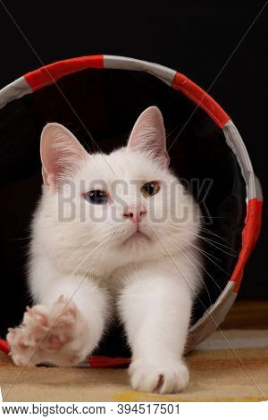 White Cat Is Lying In A Cat Tunnel, And Stretching Out Its Paw.