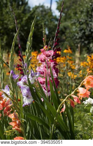 Pink, Orange, Blue And Crimson Gladioli Bloom In Summer In A Flower Bed. Yellow Daisy-like Flowers (