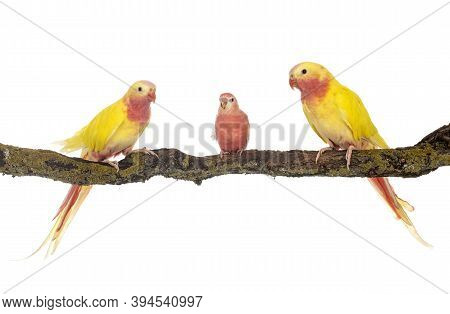 Princess Parrot In Front Of White Background