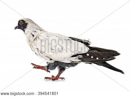 Danish Suabian In Front Of White Background