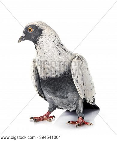 Danish Suabian In Front Of White Background