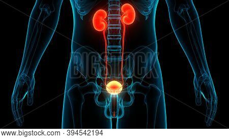 3d Illustration Concept Of Human Urinary System Kidneys With Bladder Anatomy