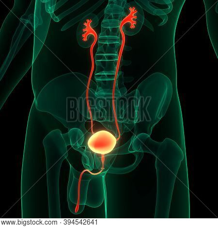 3d Illustration Concept Of Human Urinary System Kidneys With Bladder Anatomy