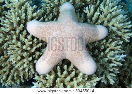Sea star
